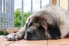 Filename=Tolo.jpg
Filesize=87KiB
Dimensions=1200x800
Date added=%815 %08, %2012 Tolo.jpg