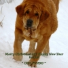 Filename=Tori-pf_an(1).jpg
Filesize=65KiB
Dimensions=800x800
Date added=%964 %23, %2009 Tori-pf_an(1).jpg