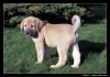 Filename=Toro_0001.jpg
Filesize=92KiB
Dimensions=624x442
Date added=%315 %24, %2006 Toro_0001.jpg