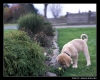 Filename=Toro_0002.jpg
Filesize=73KiB
Dimensions=550x442
Date added=%361 %24, %2006 Toro_0002.jpg
