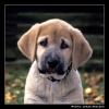 Filename=Toro_0011.jpg
Filesize=54KiB
Dimensions=442x442
Date added=%358 %24, %2006 Toro_0011.jpg