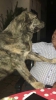 Filename=Troyana_segar_de_las_cañás.jpg
Filesize=35KiB
Dimensions=468x823
Date added=%480 %03, %2016 Troyana_segar_de_las_cañás.jpg