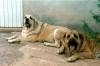 Filename=Trufa-y-Zagal.jpg
Filesize=27KiB
Dimensions=600x400
Date added=%724 %03, %2006 Trufa-y-Zagal.jpg