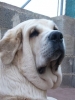Filename=Trufa_cabeza.JPG
Filesize=36KiB
Dimensions=360x480
Date added=%793 %16, %2006 Trufa_cabeza.JPG
