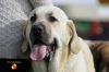Filename=Tundra__AH.jpg
Filesize=67KiB
Dimensions=960x640
Date added=%650 %23, %2014 Tundra__AH.jpg