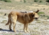 Filename=Turco--.jpg
Filesize=654KiB
Dimensions=2048x1489
Date added=%546 %18, %2015 Turco--.jpg