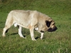 Filename=Turco-2.jpg
Filesize=281KiB
Dimensions=1500x1125
Date added=%781 %14, %2009 Turco-2.jpg