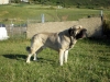 Filename=Turco-a.jpg
Filesize=216KiB
Dimensions=1500x1125
Date added=%780 %14, %2009 Turco-a.jpg