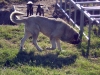 Filename=Turco.jpg
Filesize=380KiB
Dimensions=1500x1125
Date added=%781 %14, %2009 Turco.jpg
