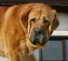 Filename=Uniquehead.jpg
Filesize=28KiB
Dimensions=507x454
Date added=%895 %14, %2007 Uniquehead.jpg