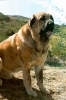 Filename=Zagal-en-Leon.jpg
Filesize=31KiB
Dimensions=400x600
Date added=%726 %03, %2006 Zagal-en-Leon.jpg