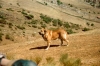 Filename=Zagal-en-Leon_2.jpg
Filesize=38KiB
Dimensions=600x400
Date added=%725 %03, %2006 Zagal-en-Leon_2.jpg