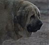 Filename=Zar_de_Jusiante.jpg
Filesize=628KiB
Dimensions=2048x1889
Date added=%025 %31, %2021 Zar_de_Jusiante.jpg