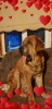 Filename=Zarmon_de_Celly_ALIZEE.jpg
Filesize=113KiB
Dimensions=465x960
Date added=%912 %22, %2019 Zarmon_de_Celly_ALIZEE.jpg