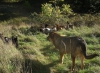 Filename=Zoe_with_the_goats.jpg
Filesize=189KiB
Dimensions=960x708
Date added=%737 %04, %2016 Zoe_with_the_goats.jpg