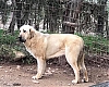 Filename=Zuri_De_Gutpardo.jpg
Filesize=163KiB
Dimensions=960x770
Date added=%642 %08, %2021 Zuri_De_Gutpardo.jpg