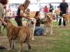 Filename=a-Best-of-Breed.jpg
Filesize=54KiB
Dimensions=600x450
Date added=%461 %10, %2008 a-Best-of-Breed.jpg