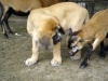 Filename=a-Chiwas.jpg
Filesize=33KiB
Dimensions=600x450
Date added=%461 %09, %2008 a-Chiwas.jpg
