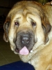 Filename=a-Domenico.jpg
Filesize=32KiB
Dimensions=450x599
Date added=%973 %30, %2007 a-Domenico.jpg