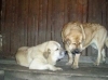 Filename=a-Dora%2BSultan.jpg
Filesize=15KiB
Dimensions=450x337
Date added=%614 %29, %2006 a-Dora%2BSultan.jpg