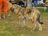 Filename=a-Jenny-Mastibe.jpg
Filesize=58KiB
Dimensions=600x450
Date added=%456 %10, %2008 a-Jenny-Mastibe.jpg
