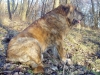 Filename=a-arak-8,5l5.jpg
Filesize=136KiB
Dimensions=600x451
Date added=%760 %11, %2008 a-arak-8,5l5.jpg