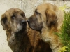 Filename=a-arak-z-kraje-sokolu-+-fel.jpg
Filesize=41KiB
Dimensions=450x337
Date added=%572 %14, %2008 a-arak-z-kraje-sokolu-+-fel.jpg