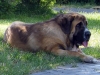 Filename=a-aro.jpg
Filesize=95KiB
Dimensions=600x451
Date added=%209 %17, %2009 a-aro.jpg