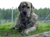 Filename=a-cintie-3%2C5r2.jpg
Filesize=30KiB
Dimensions=450x337
Date added=%023 %29, %2006 a-cintie-3%2C5r2.jpg