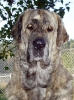 Filename=a-cintie.jpg
Filesize=60KiB
Dimensions=568x759
Date added=%442 %30, %2006 a-cintie.jpg