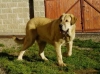 Filename=a-sultan9m9.jpg
Filesize=18KiB
Dimensions=450x337
Date added=%988 %07, %2006 a-sultan9m9.jpg