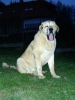 Filename=a-sulty4.jpg
Filesize=38KiB
Dimensions=450x600
Date added=%033 %28, %2006 a-sulty4.jpg