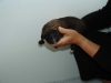 Filename=amos.jpg
Filesize=22KiB
Dimensions=1200x900
Date added=%502 %10, %2008 amos.jpg