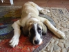 Filename=aniathomerelaxing.jpg
Filesize=141KiB
Dimensions=1200x900
Date added=%849 %01, %2008 aniathomerelaxing.jpg