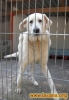 Filename=asturias.jpg
Filesize=12KiB
Dimensions=207x300
Date added=%821 %28, %2009 asturias.jpg