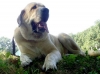 Filename=austria_sultan_stor.jpg
Filesize=22KiB
Dimensions=450x337
Date added=%946 %16, %2006 austria_sultan_stor.jpg