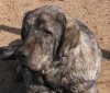 Filename=autocan-hoved.jpg
Filesize=45KiB
Dimensions=600x515
Date added=%709 %03, %2006 autocan-hoved.jpg