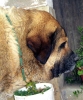Filename=autocan98-head.jpg
Filesize=50KiB
Dimensions=498x600
Date added=%467 %19, %2006 autocan98-head.jpg