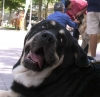 Filename=azabache-head.jpg
Filesize=48KiB
Dimensions=800x782
Date added=%744 %20, %2006 azabache-head.jpg
