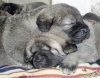 Filename=b3.jpg
Filesize=55KiB
Dimensions=510x400
Date added=%096 %10, %2007 b3.jpg
