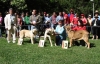 barrios_cachorros_hembras.jpg