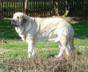 Filename=basil_mastifland.jpg
Filesize=62KiB
Dimensions=600x493
Date added=%839 %02, %2008 basil_mastifland.jpg