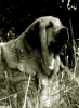 Filename=baz-portret.jpg
Filesize=159KiB
Dimensions=350x479
Date added=%914 %06, %2009 baz-portret.jpg
