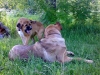 Filename=becky(6months)_dozy.jpg
Filesize=71KiB
Dimensions=640x480
Date added=%397 %06, %2008 becky(6months)_dozy.jpg