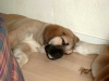 Filename=becky-2.jpg
Filesize=20KiB
Dimensions=600x450
Date added=%609 %27, %2006 becky-2.jpg