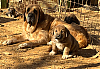 Filename=belota.jpg
Filesize=588KiB
Dimensions=577x403
Date added=%873 %20, %2022 belota.jpg
