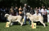 Filename=best-puppy2-1.jpg
Filesize=150KiB
Dimensions=1300x838
Date added=%570 %27, %2008 best-puppy2-1.jpg