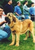 Filename=best_puppy_caminante.jpg
Filesize=74KiB
Dimensions=569x800
Date added=%761 %09, %2006 best_puppy_caminante.jpg