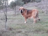 Filename=bohemia_rabiza.jpg
Filesize=89KiB
Dimensions=960x720
Date added=%993 %20, %2019 bohemia_rabiza.jpg