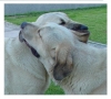 Filename=bonablester.jpg
Filesize=36KiB
Dimensions=512x464
Date added=%619 %14, %2006 bonablester.jpg